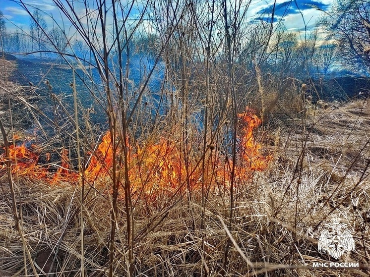 На Смоленщине начались палы травы