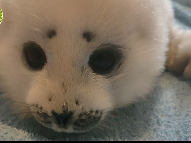На побережье Сахалина нашли детеныша тюленя