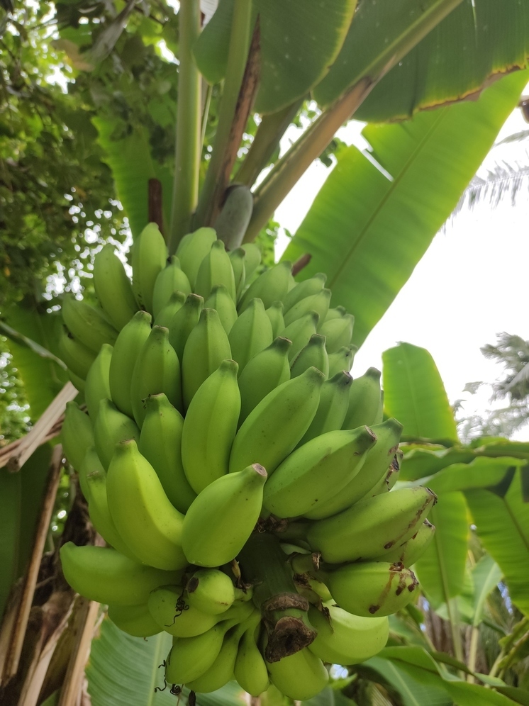 Зимний спрос в Туле на бананы снизился на фоне их подорожания