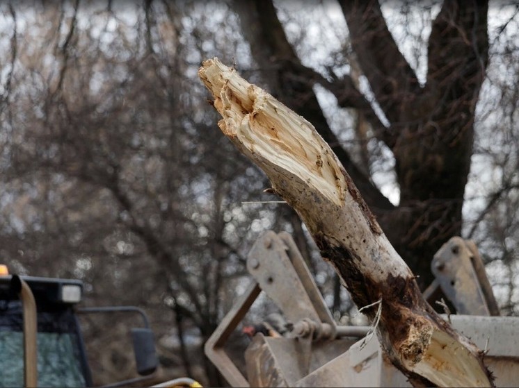 Печерянин взыскал с администрации более 70 тысяч рублей за упавшее на его машину дерево