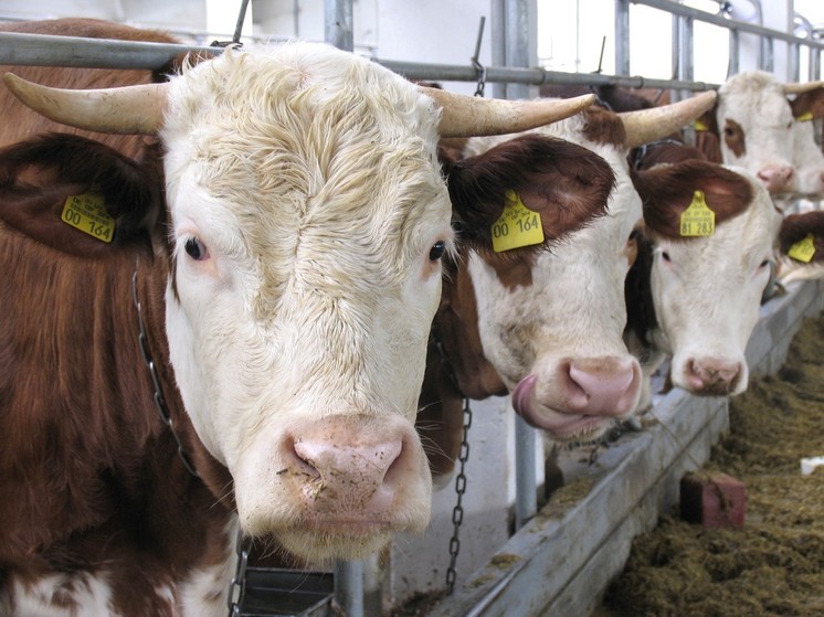 Крупный производитель молока намерен инициировать банкротство