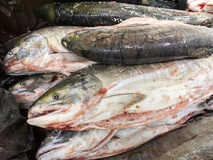 В Хабаровске проверяющие нашли несуществующую площадку для производства рыбы