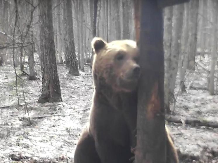 В брянском лесу проснулись медведи (уникальное видео)