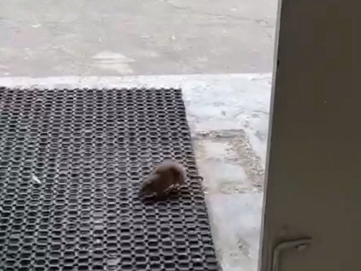 Крыс в Подмосковье видят даже у подъездов домов