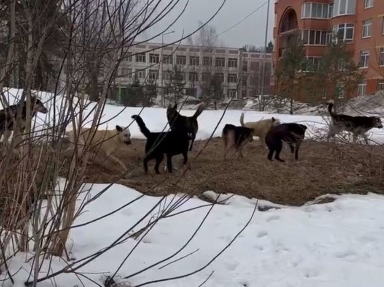 В Подмосковье на женщину напала стая бродячих собак