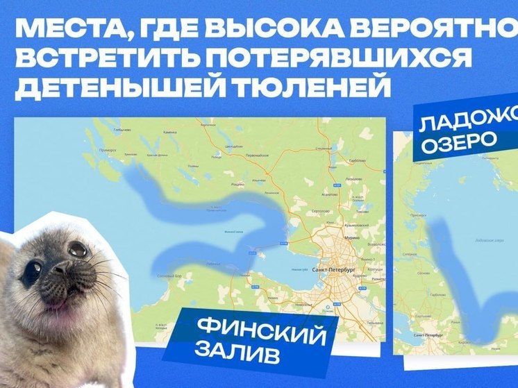 Где в Ленобласти можно встретить разлученных с матерью детенышей тюленей и нерп