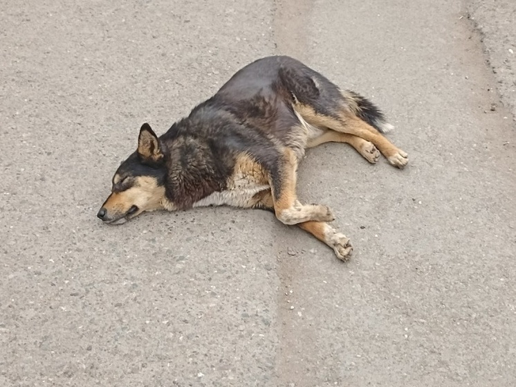 В Орске расстреляли бездомных собак