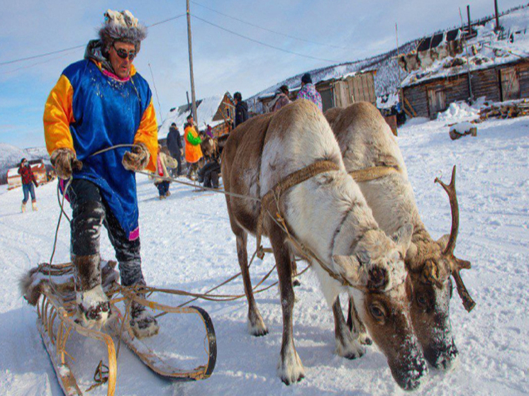 Фестиваль оленеводов начался в Билибинском районе