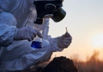 Четыре алтайских компании в 2023 году обрабатывали поля запрещенными пестицидами и агрохимикатами, сообщает управление Россельхознадзора по Алтайскому краю и Республике Алтай.