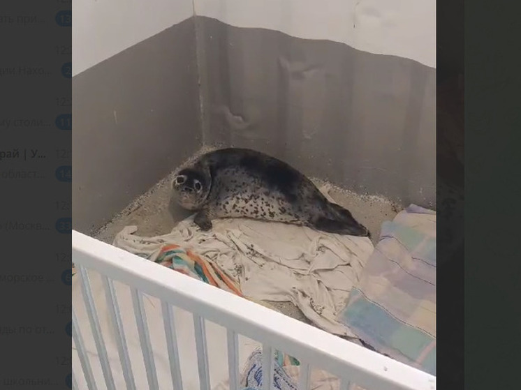 В Приморье спасли детеныша тюленя из ледяной ловушки