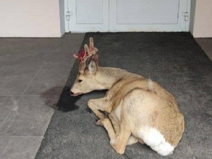 Сбитый машиной олень пришел в поликлинику в Арсеньеве