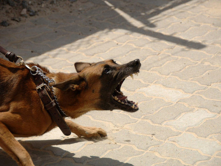 В Канском районе бродячая собака напала на ребенка и травмировала глаз