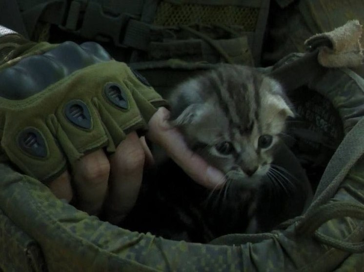 Военнослужащие из Омской области спасли котёнка в зоне СВО
