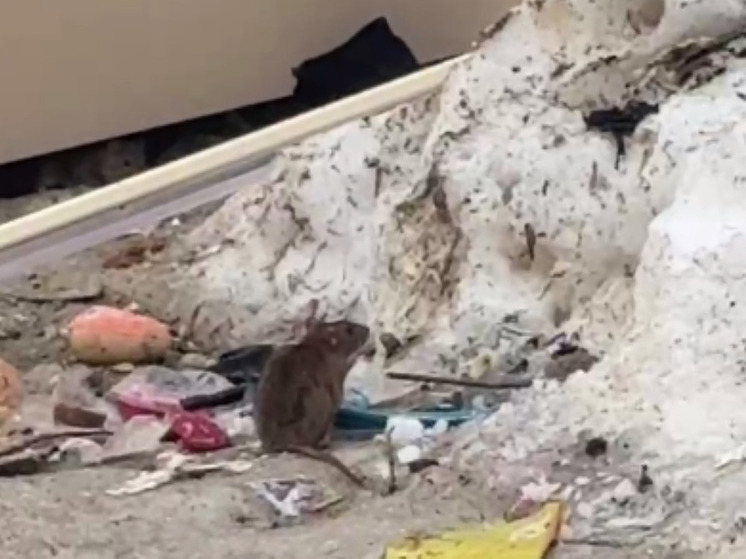 В Лобне на мусорных свалках расплодились крысы