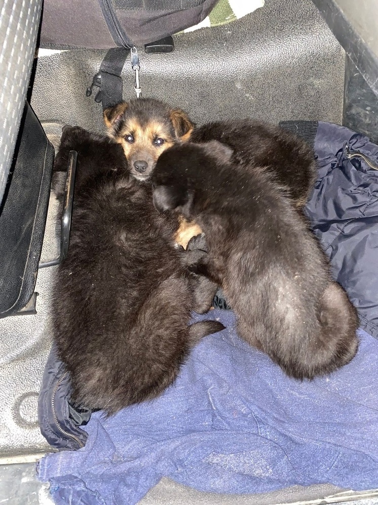 Водитель фуры спас щенков от голодной смерти в Карелии