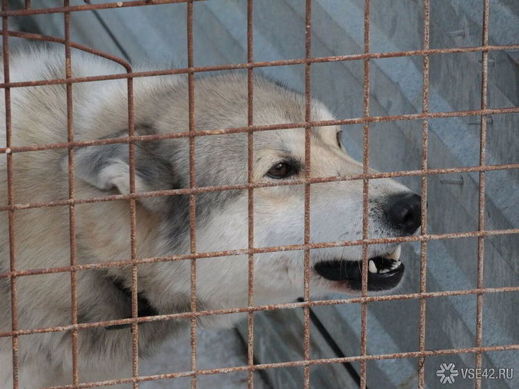 В кузбасском городе собаки напали на первоклассницу