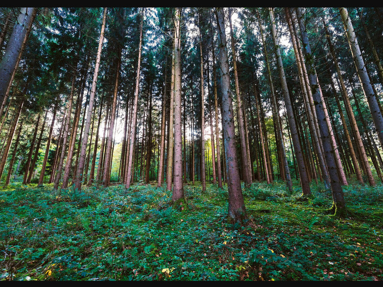 Дагестан: прокуратура инициирует возвращение земель лесного фонда