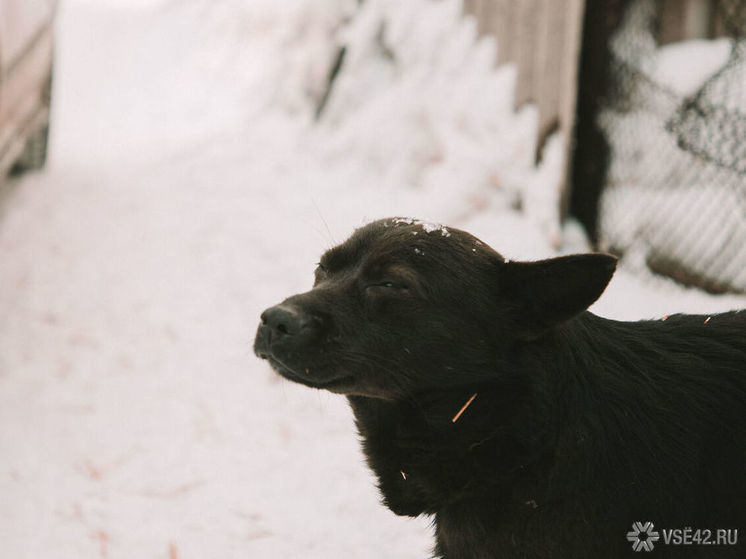 Стало известно, что информация о массовом отравлении собак в Киселевске оказалась ложной