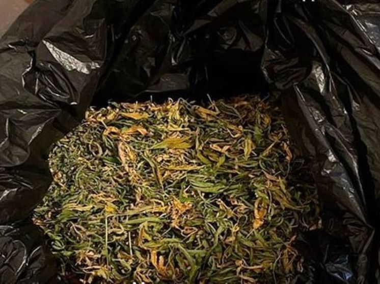 У наркоторговца из Талдома изъяли больше килограмма марихуаны