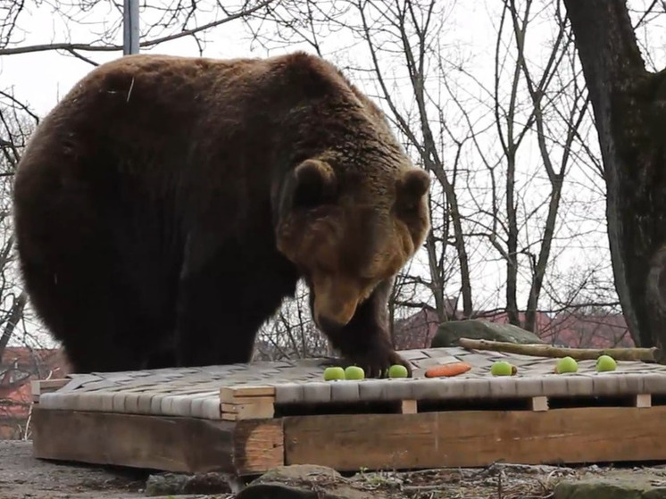 В зоопарке Калининграда медведь Фима неохотно вышел из спячки ради сочной моркови