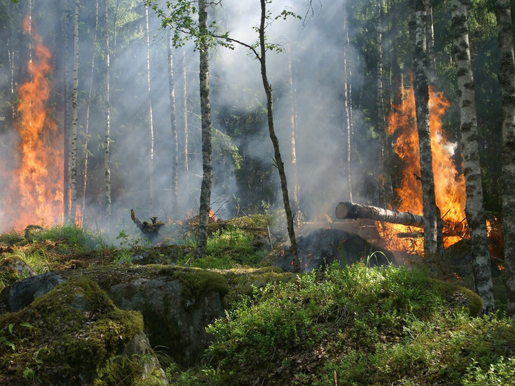 Губернатор Ивановской области утвердил Сводный план тушения лесных пожаров