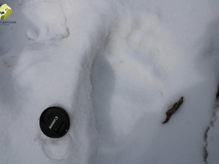 Сотрудник заповедника в Забайкалье нашел следы проснувшегося медведя