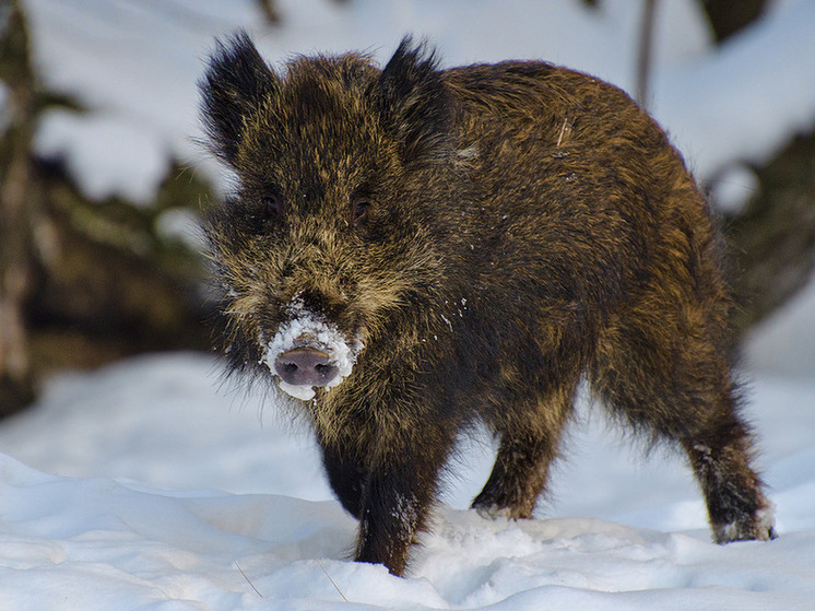 Браконьер должен будет выплатить за убитого кабана 90 тысяч рублей