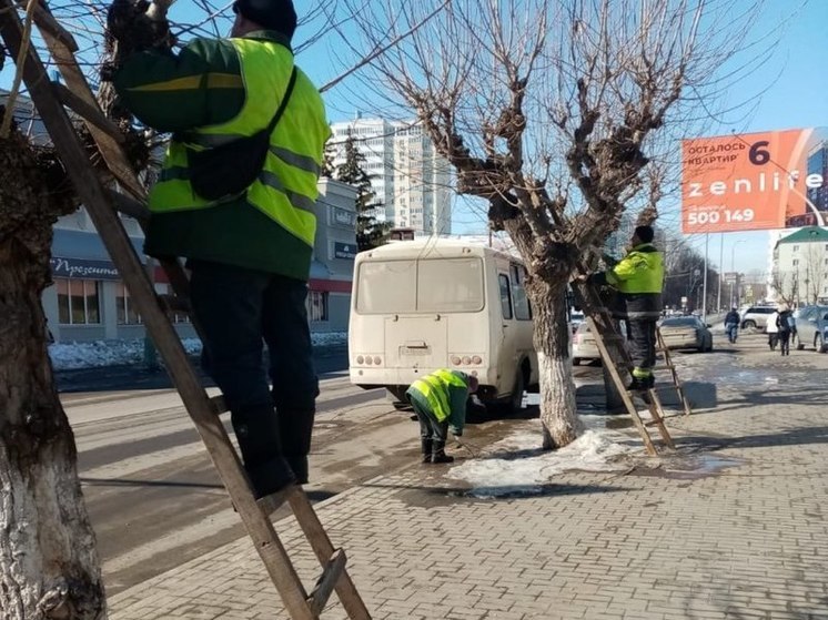 В Пензе продолжают кронировать деревья