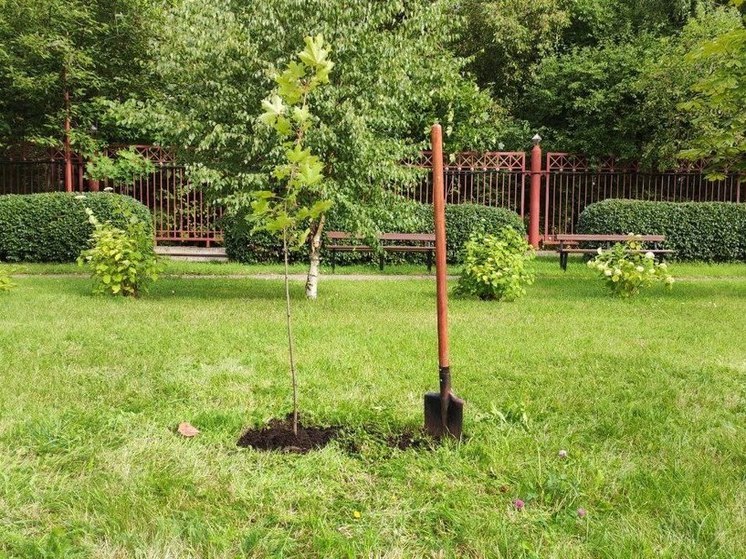 В Новгородской области высадят почти 80 тысяч хвойных деревьев