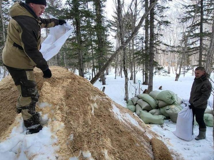 Для лесовосстановления в Макаровском районе готовят 160 тысяч аянских елей