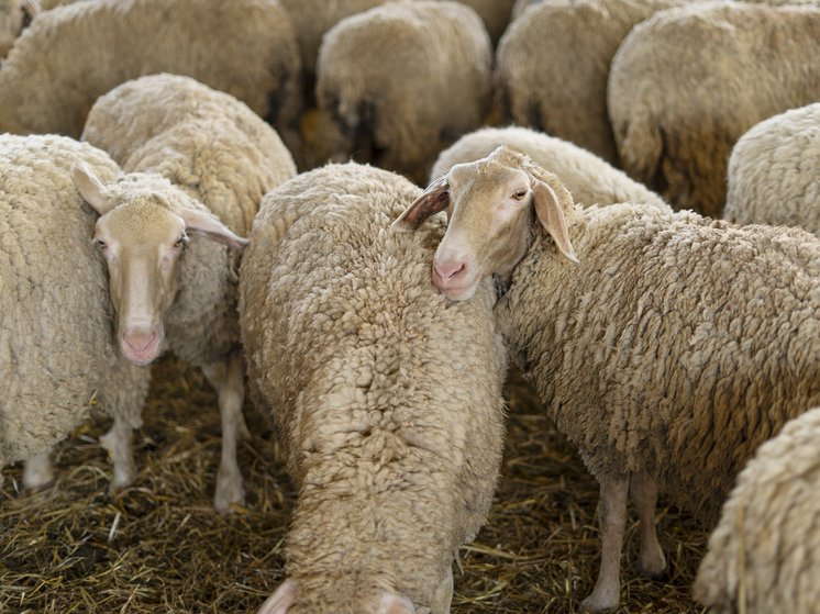 Племенной репродуктор овец начнут строить в Тюменской области