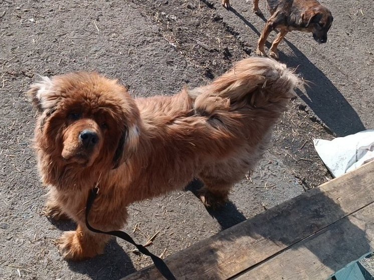 В собачьем приюте «Ананда» в Улан-Удэ стартовала акция «Кураторский час»