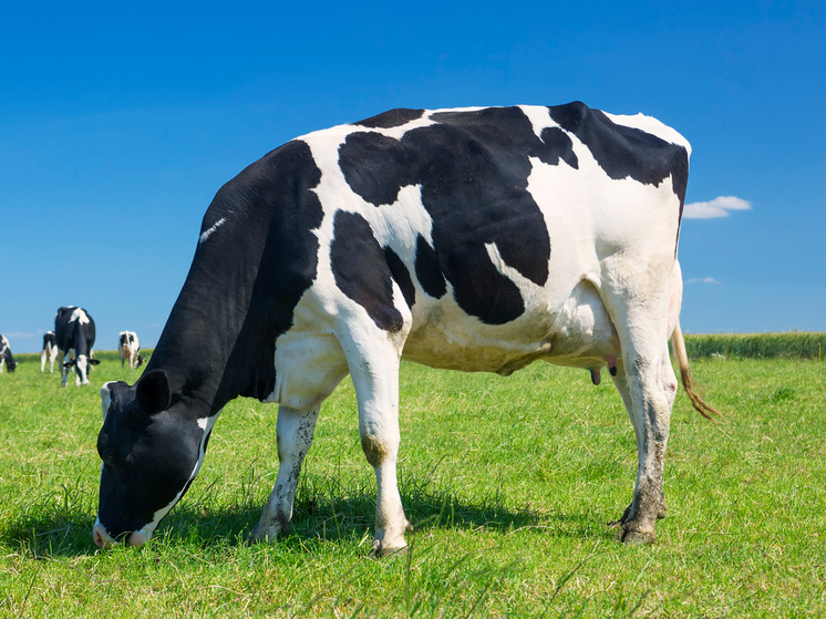 В Курской области обнаружили очаг лейкоза крупного рогатого скота