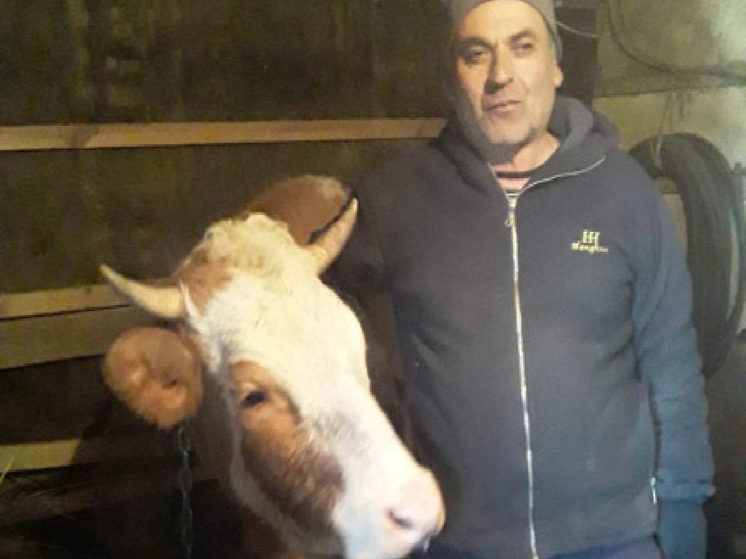Соцконтракт помог белгородцу купить корову
