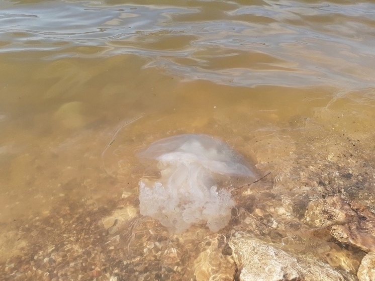 В Азовском море зафиксировали рост популяции медуз