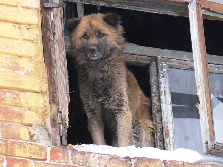 Новгородцам предложили решить, что делать с бездомными животными