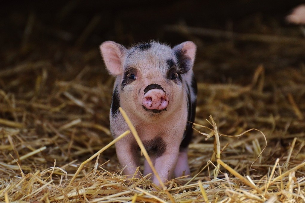 An unusual mutant piglet was born in the Russian region