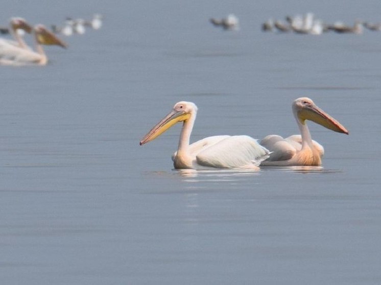 В Анапе нашли две колонии розовых пеликанов, считающихся в крае исчезающим видом