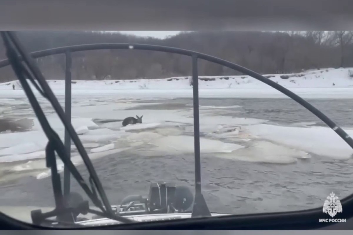 An exhausted roe deer drifting on an ice floe was rescued near Tula: video