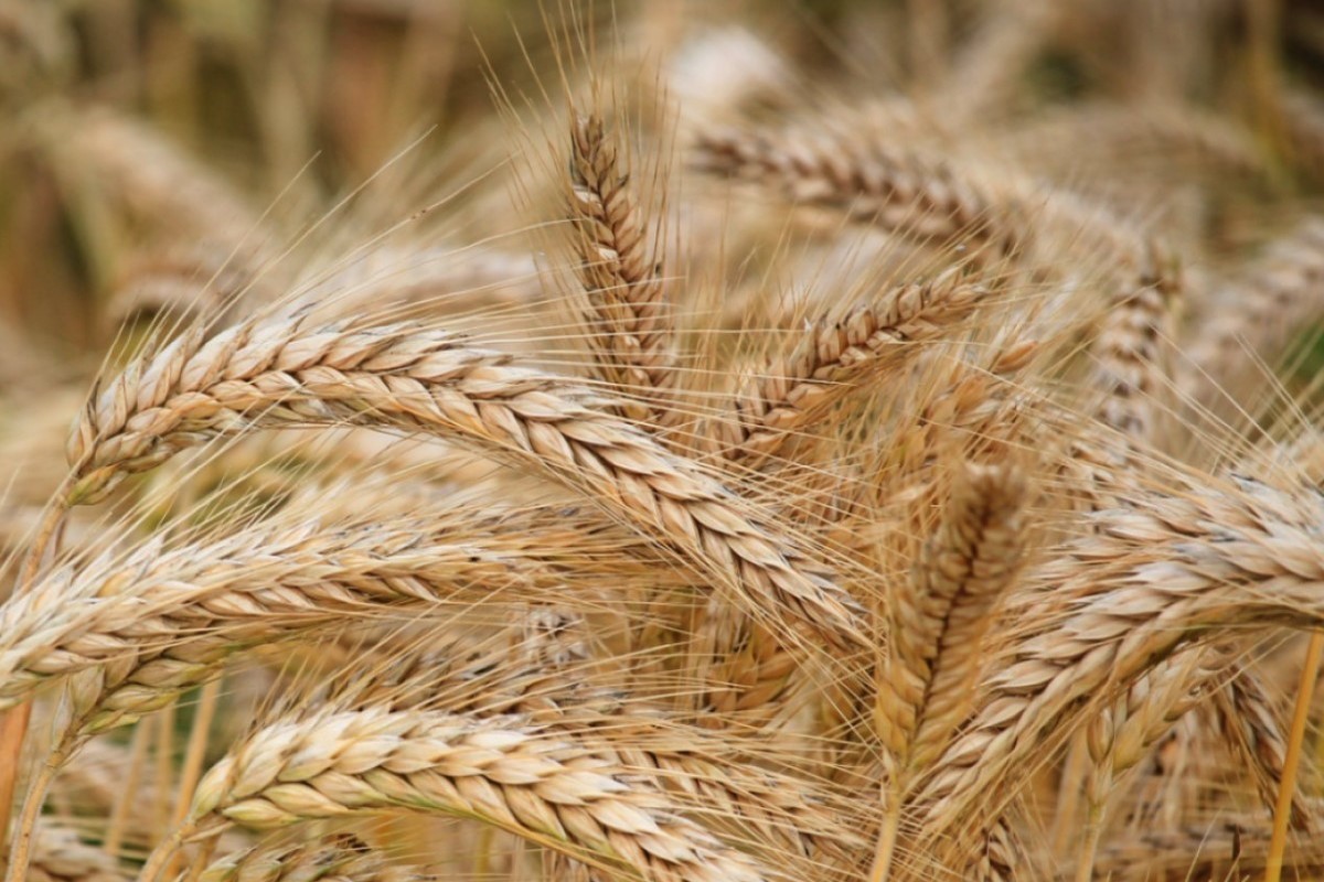 The Baltic countries, Poland and the Czech Republic demand a ban on grain imports from the Russian Federation
