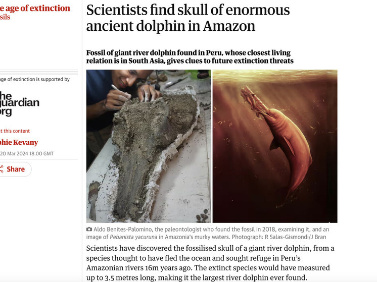 Палеонтологи обнаружили гигантского древнего дельфина, обитавшего в Амазонке