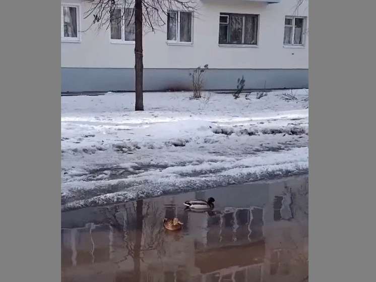 Расхаживающие по улицам Воронежа дикие утки и селезень порадовали горожан