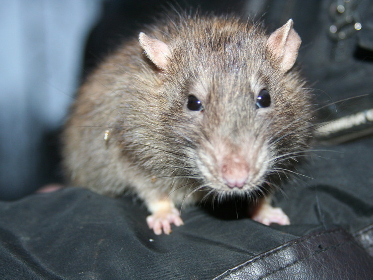 Крысы в Реутове забираются в машины и перегрызают провода