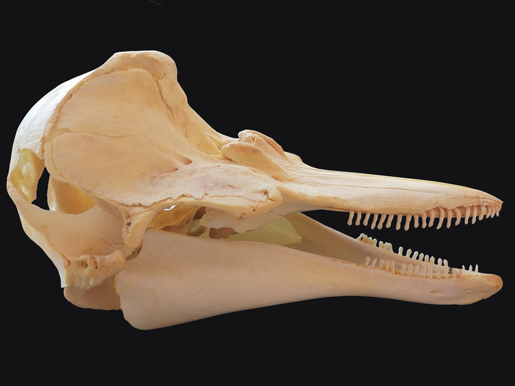 Найден череп гигантского древнего дельфина: «Мы не могли в это поверить»