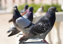 Нашествие городских птиц попытаются предотвратить в каталонской столице