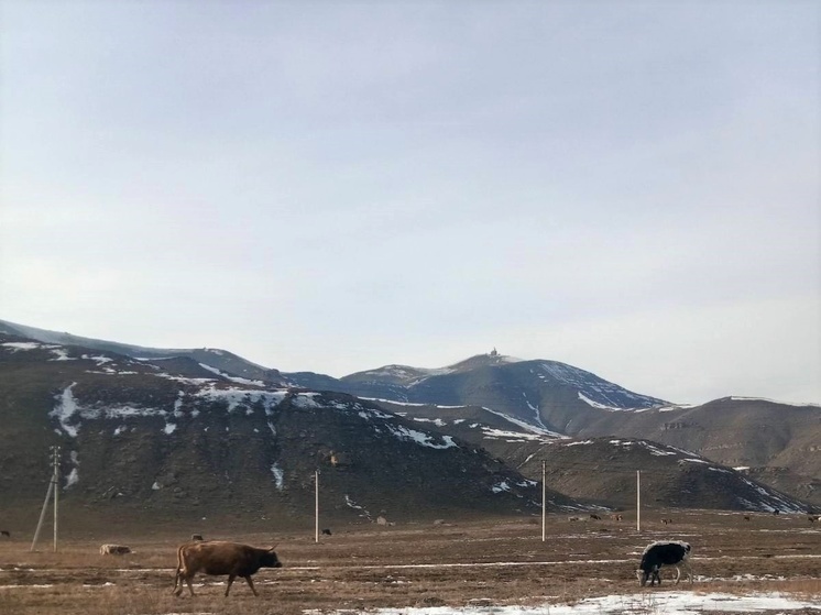 Бесконтрольный выпас скота спровоцировал 33 ДТП в Кызыле
