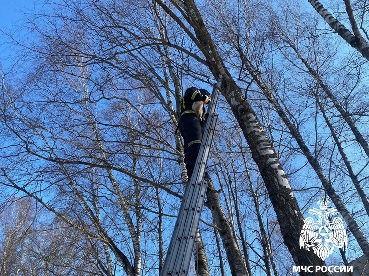 «Важна каждая жизнь»: в Тверской области спасатели помогли застрявшему на дереве котику