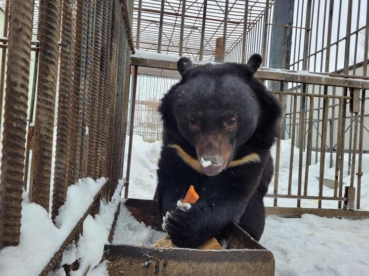В зоопарке Омской области проснулся медведь Малыш