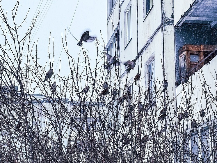Жители Тверской области посчитали воробьев в регионе