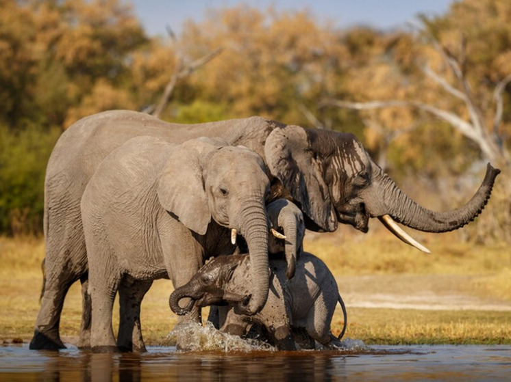 Подобные траурные ритуалы есть и у горилл